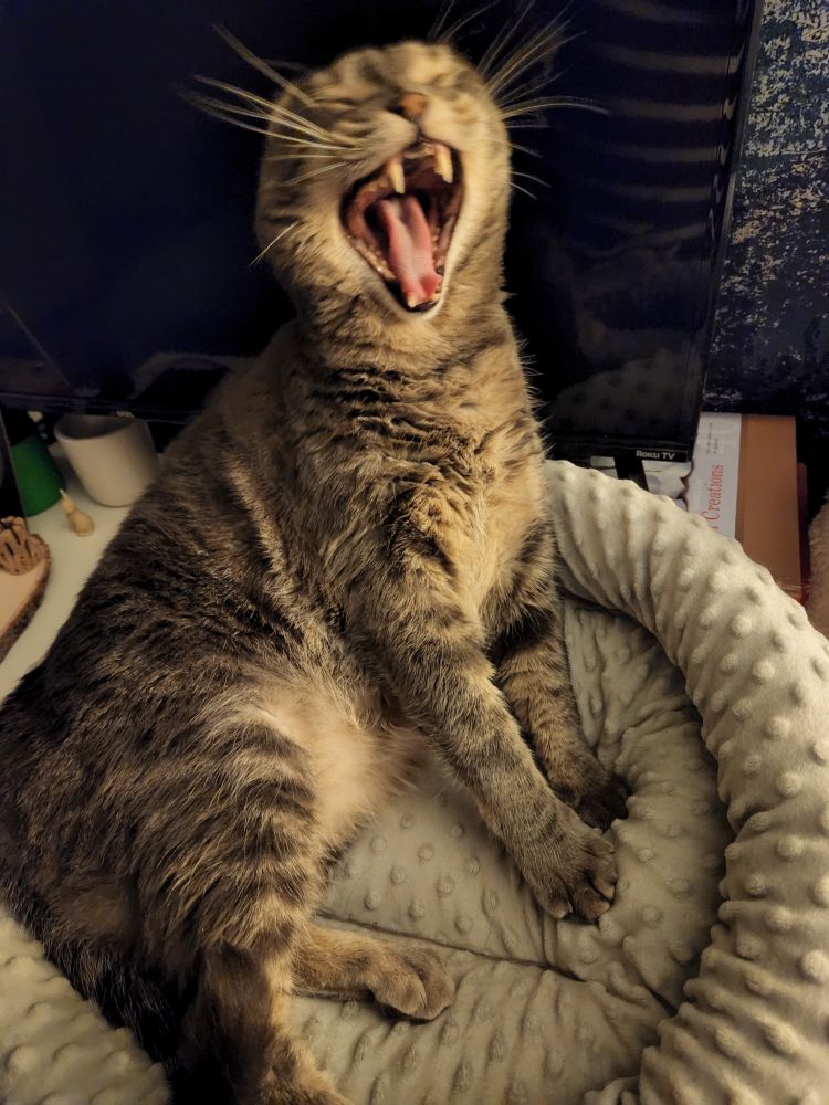 A grey tabby cat half-sitting half-laying on a pet bed yawning such a big yawn, his ears are missing, his eyes are closed, his teeth are out, and his whiskers are going every direction.  