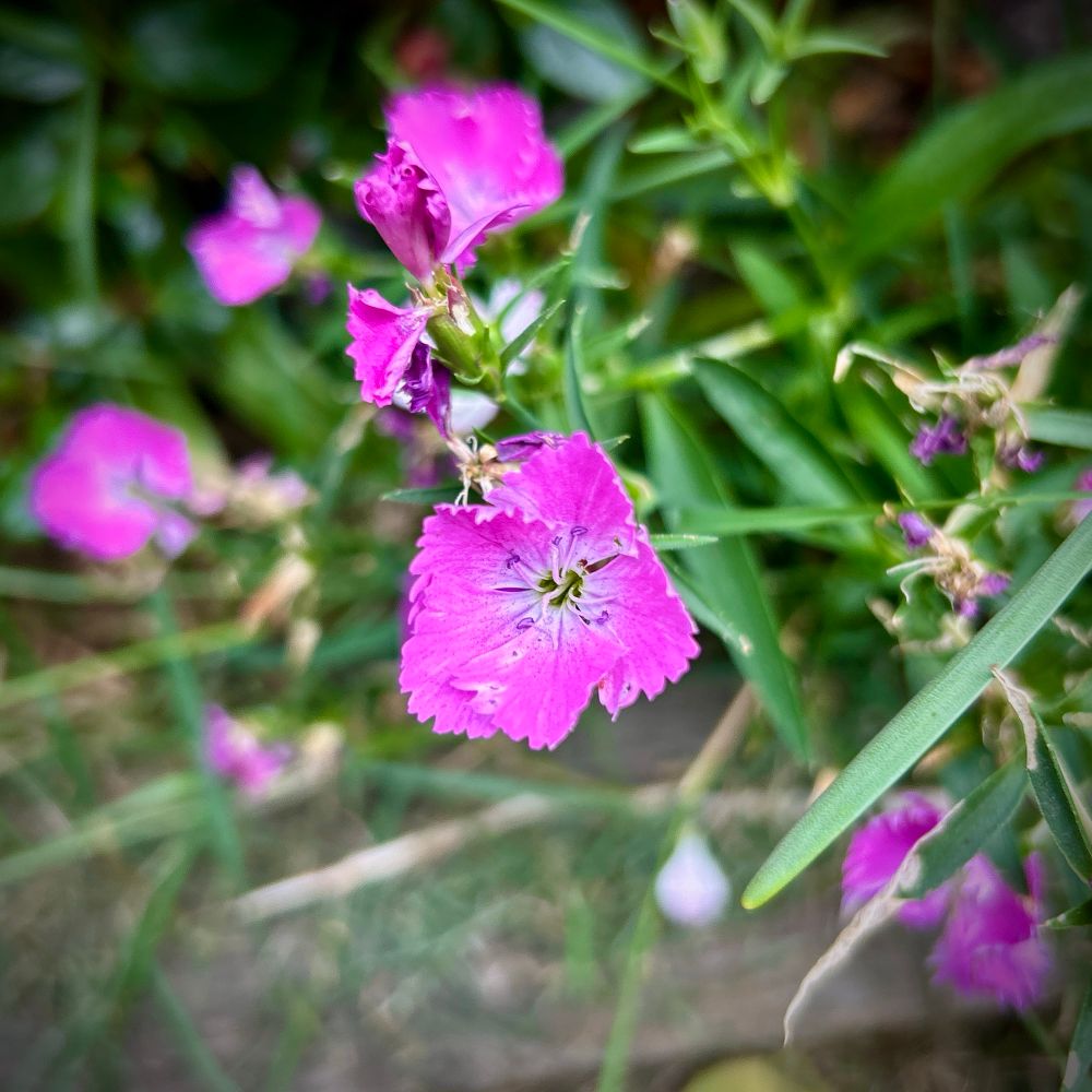 Small pink flowers amongst grass