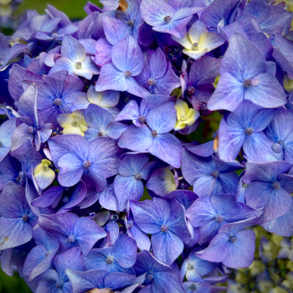 Violet hydrangea blossoms