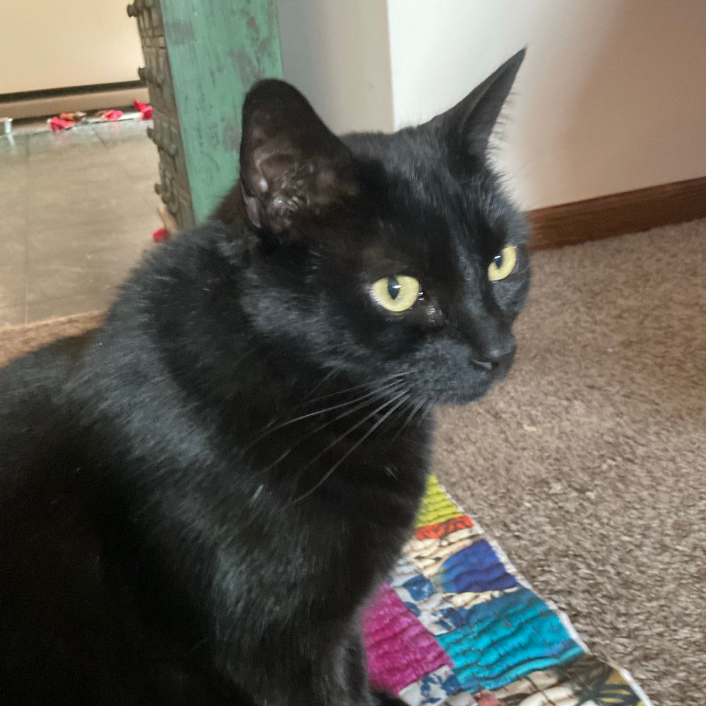 Same black cat, approximately 8 years. cat, showing off his large ruff, head, and healthy coat of fur.