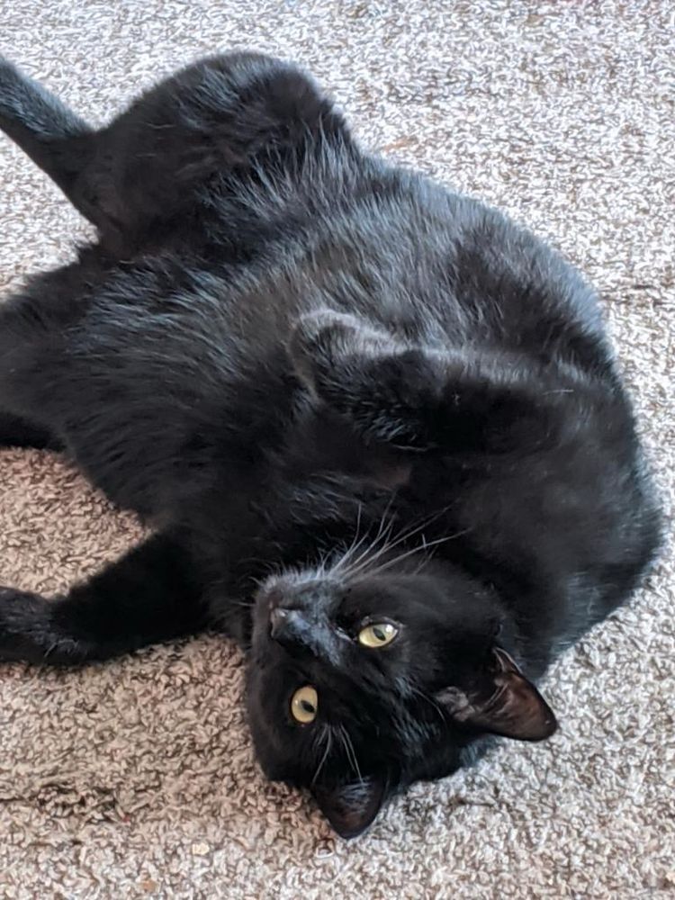 Black cat is lying upside down on a beige rug, giving him an upside down look at the camera.