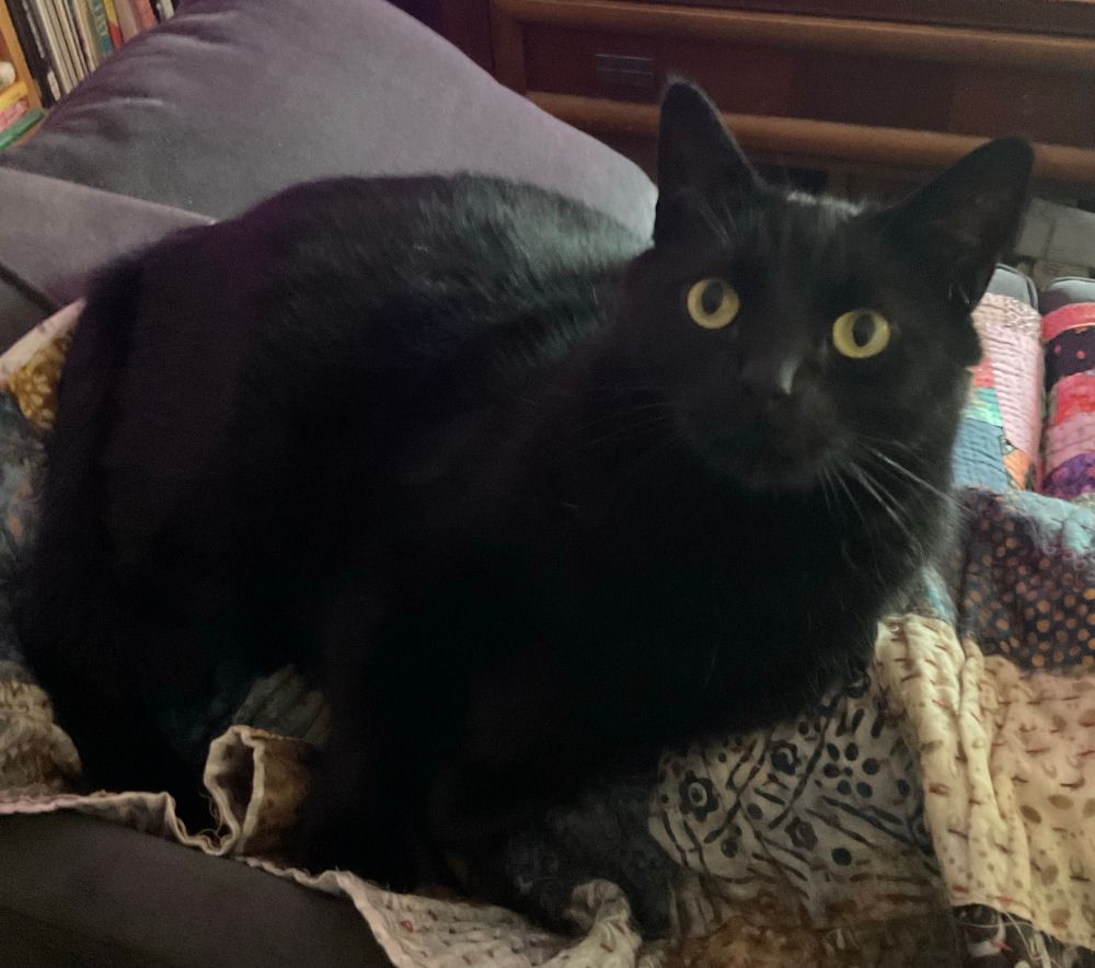 Black Cat laying on pile of quilts on top of a couch. 