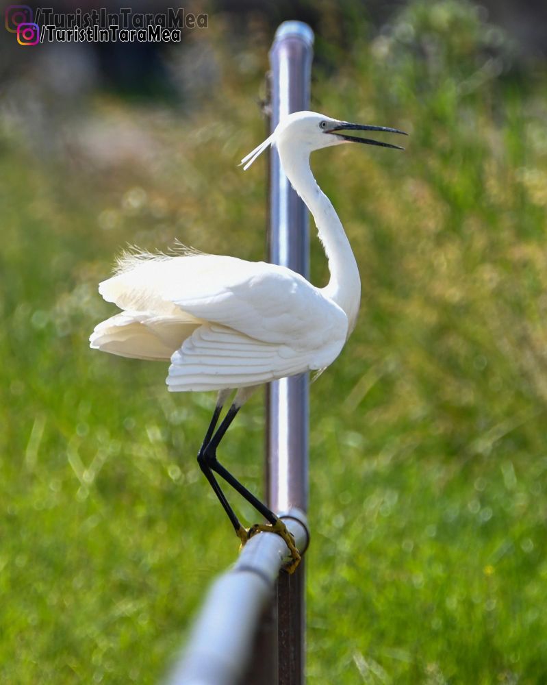 Egretă mică - Egretta garzetta - Botoșani, 2021-06-11 