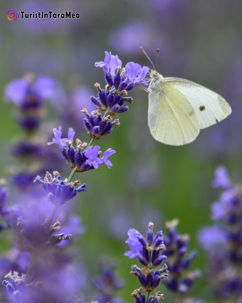 Fluture pe floare de lavandă.  - Botoșani , 2022-07-03 
