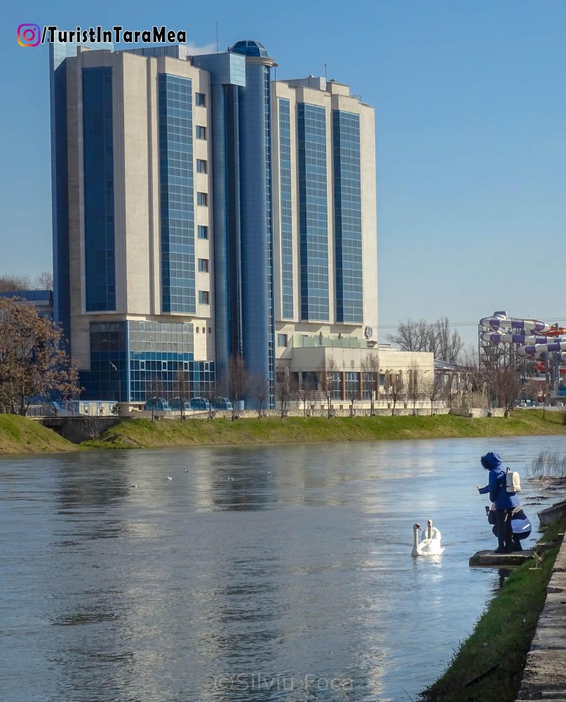 La fotografiat lebede de vară pe Crișul Repede - Oradea, 2023-02-20 