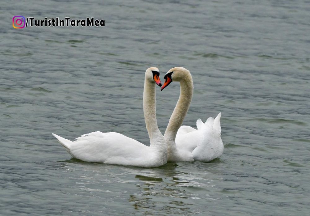 Lebede de vară - Cygnus olor  - Neamț , 2021-02-05 