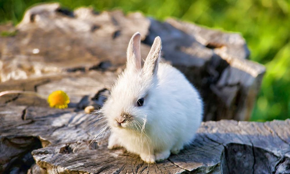 adorable bunny perched on tree stump