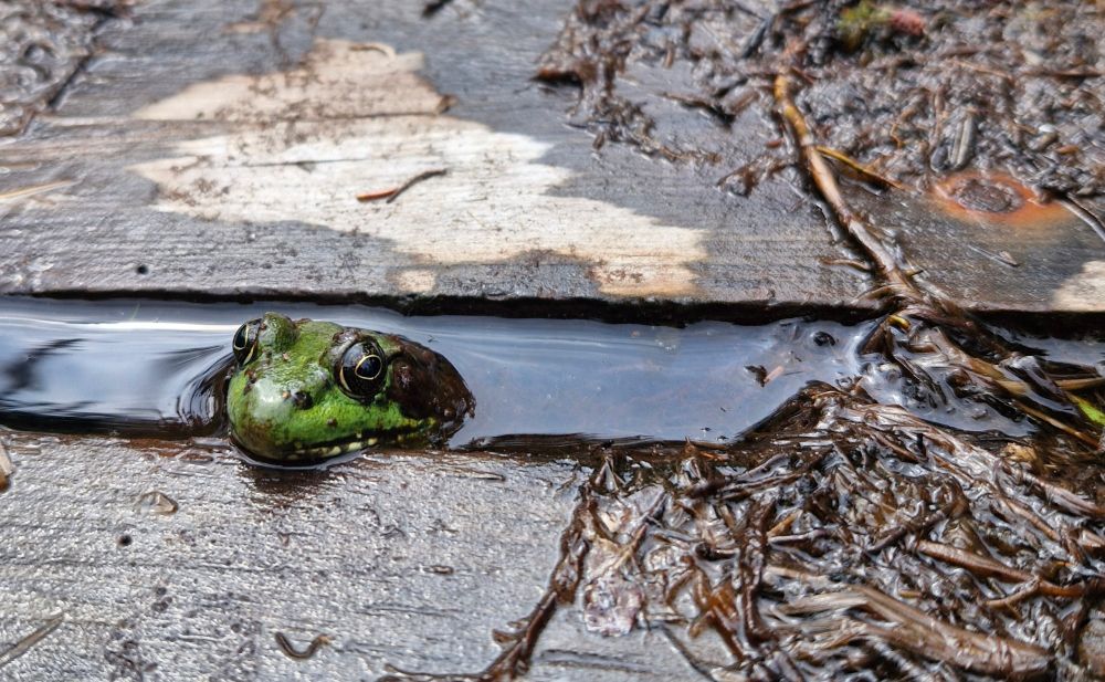 A perfect green frog pokes his head above the water between two boards.