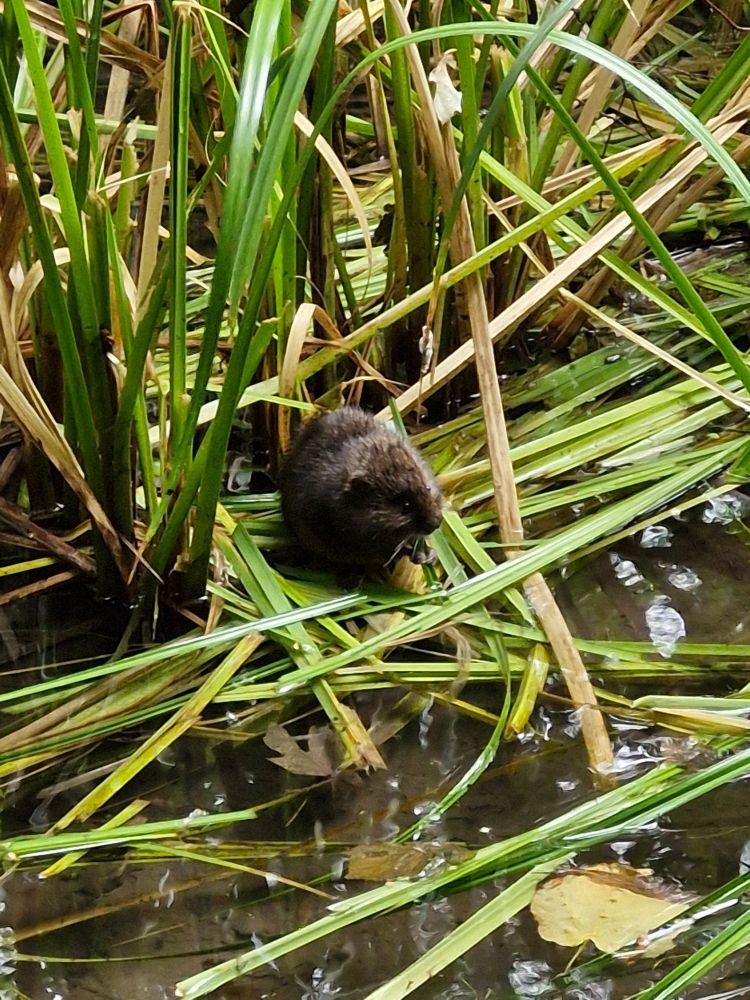 A water vole! A chestnut brown perfect water vole!