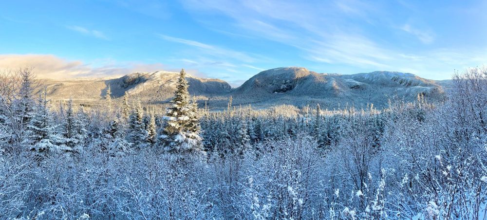 snowy low hills in the background, snowy trees in the mid-ground, snowy bushes in the foreground. The sun shines on the snow in golden light, and the winter landscape stretches out majestically.