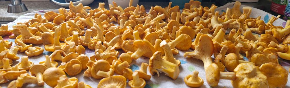 A sea of chanterelles dry on a counter top 