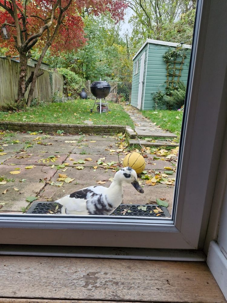a black and white wild duck gives the death stare through a patio door. There are autumn leaves and a green shed behind her. 