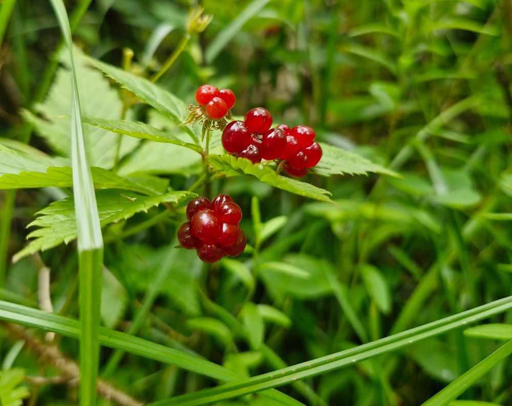 Dewberries gleam in the green
