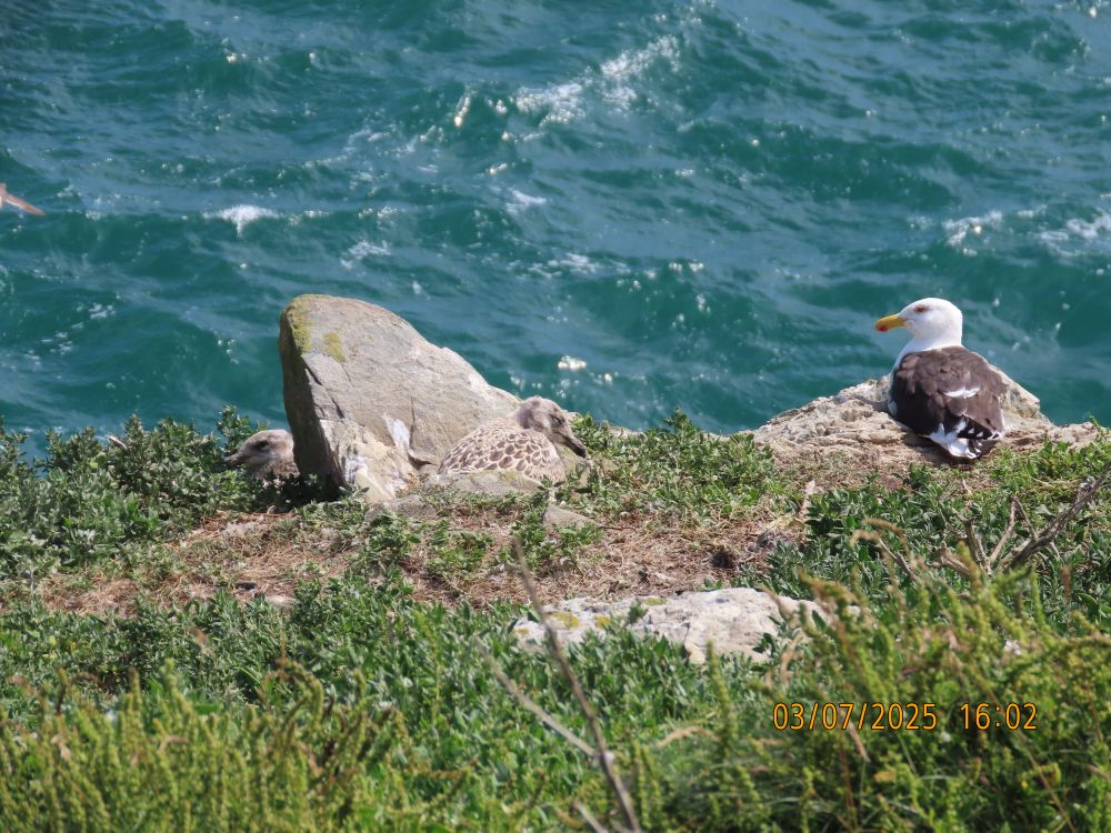 Great Black-Backed Gull and family, South Stack Island 