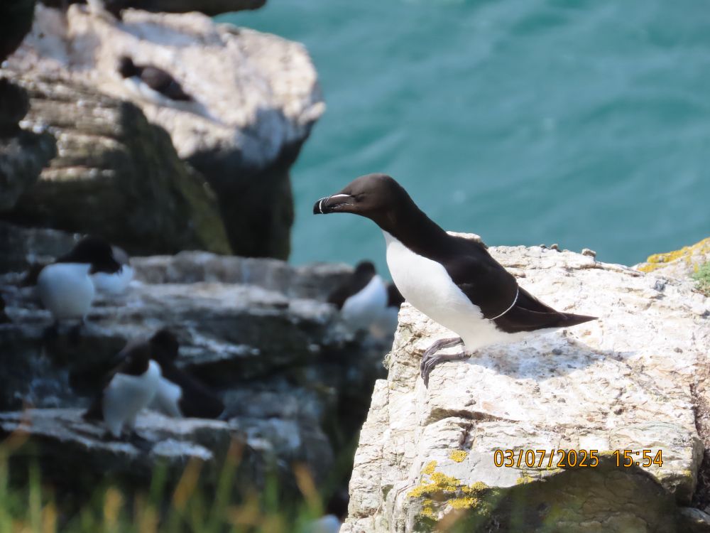 Razorbill, South Stack Island