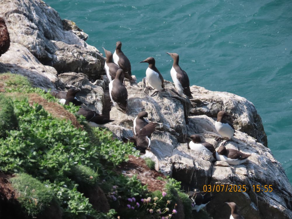 Guillemots, South Stack Island