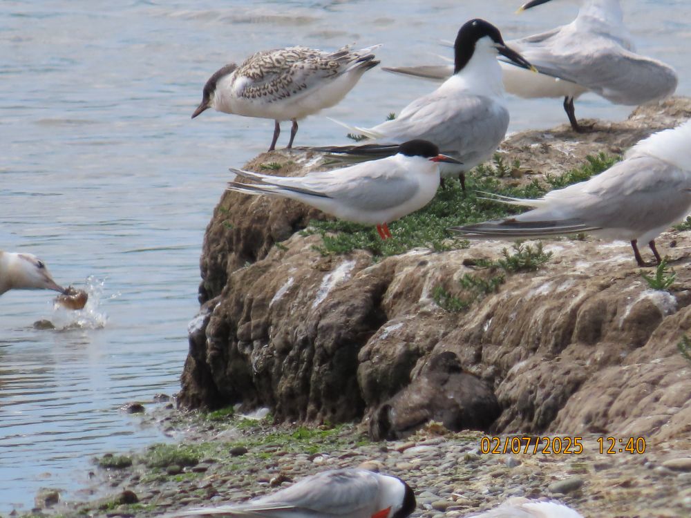Roseate Tern and Sandwich Terns, including an inquisitive youngster….what is that being dunked?