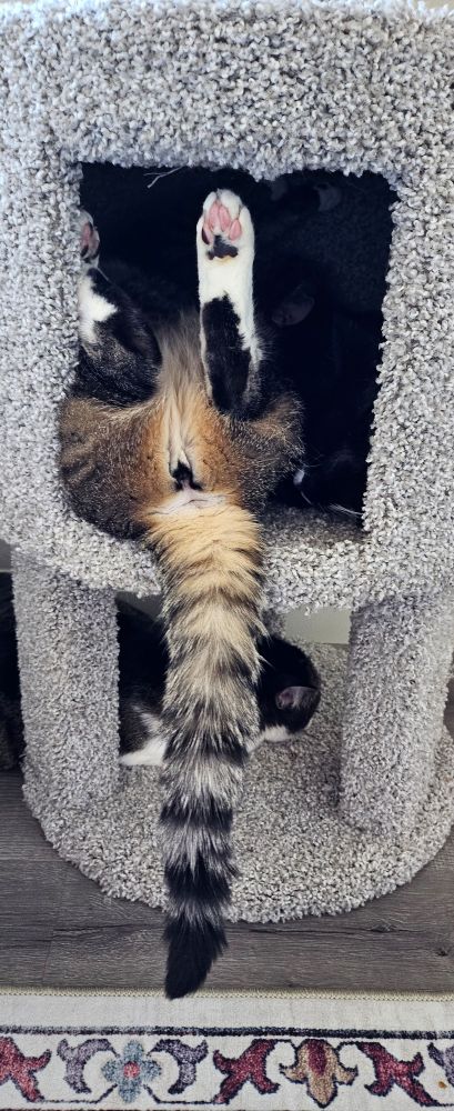 A brown tabby cat laying upside down and butt out in a cat condo cubby.  Her tail hangs down, feet up on the ceiling of the cubby.  If you look closely a black cat with a white spot on her nose is also sleeping in the cubby.  A third cat rests on the base of the cat condo.
