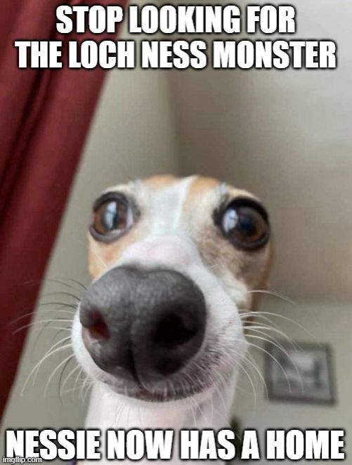 A dog with the most adorable eyes is watching you affectionately.
The meme compares the dog to Nessie...