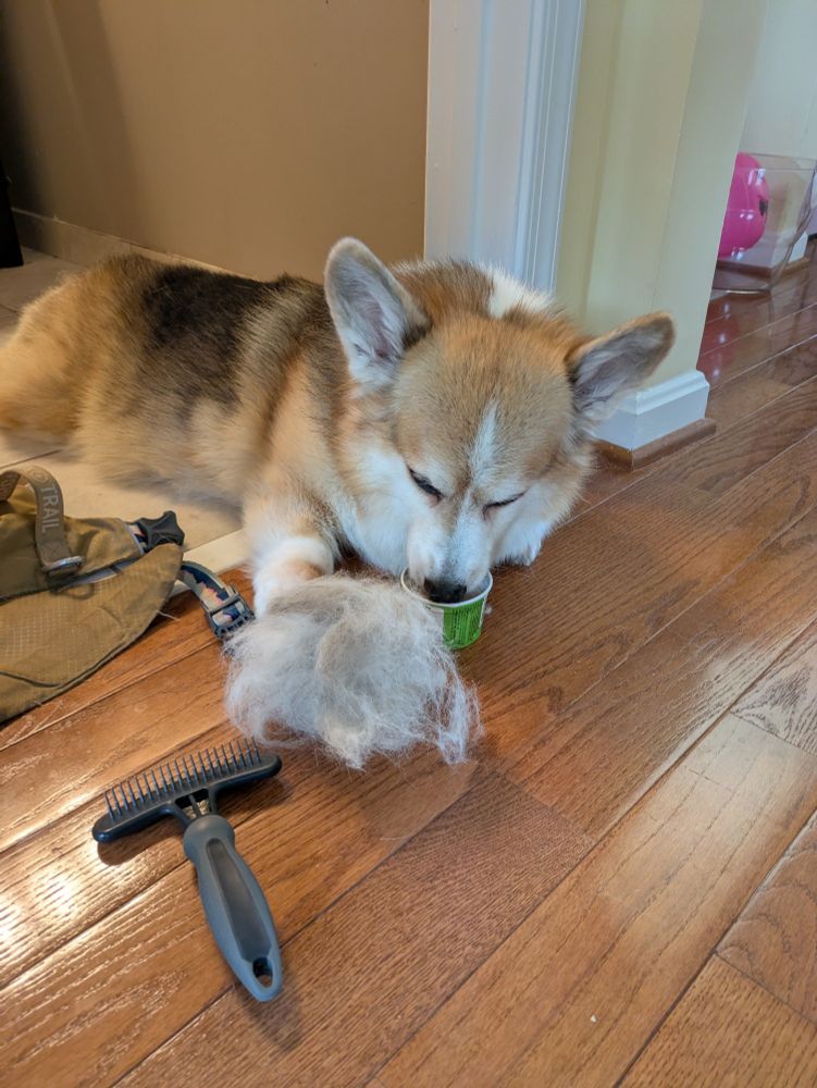 A gold white and black corgi lying on a wood floor licking from a green dish, next to a wire brush and pile of gray-white fluff recently groomed from him.