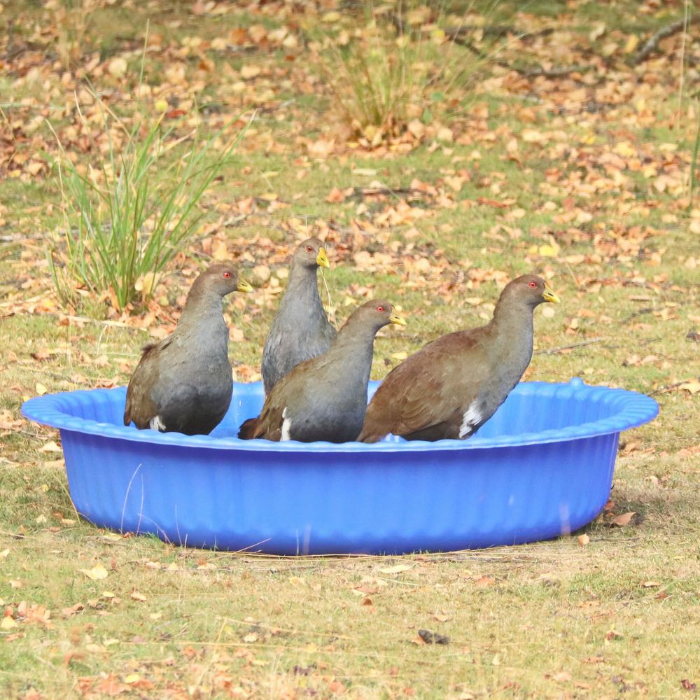 Photo of four Tasmanian native hens, also known as "turbo chooks", standing in a bright blue round plastic paddling pool.