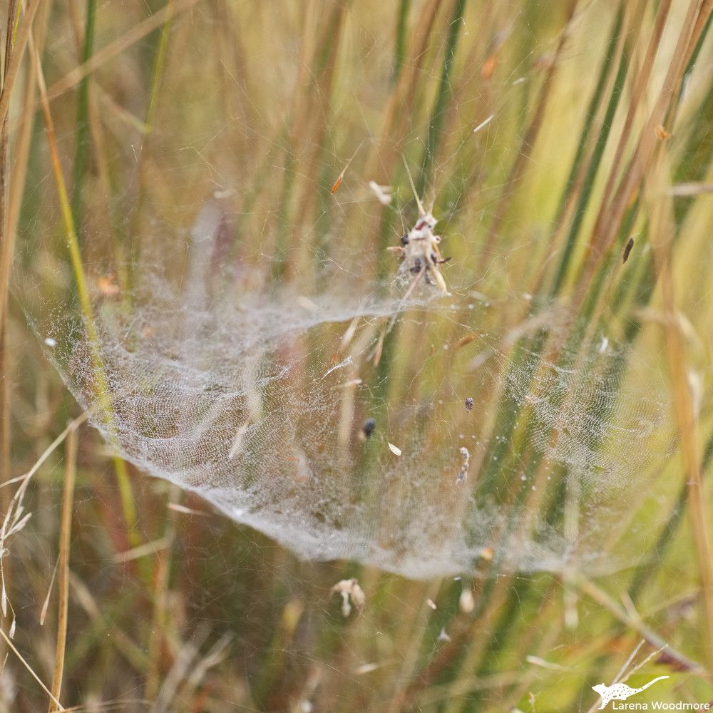Photo of a tightly spun spider web hanging from the stems of rushes. It is shaped like a round cloth that has been pulled up in the middle to create a central cone. The top of the cone contains sticks, twigs and insects that have been caught.