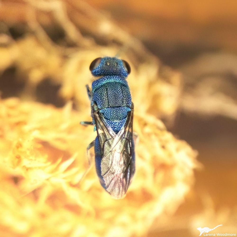 Photo of a small wasp, from behind, with wings folded on its back. The body is textured with small dots like tiny balls and is metallic, mainly blue but with aqua, purplish and black areas. The photo was taken after it landed in cobwebs at sunset, so the blurred background is in golden brown tones.
