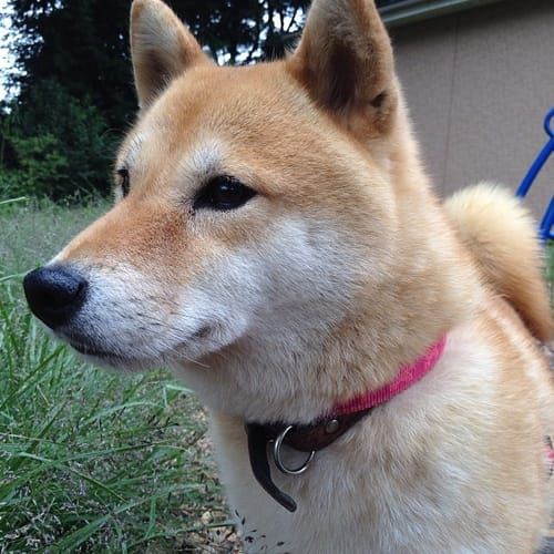 random shiba from https://shibes.lol