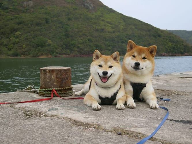random shiba from https://shibes.lol