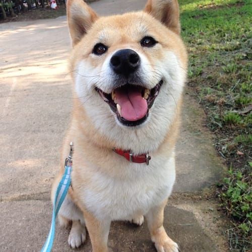 random shiba from https://shibes.lol