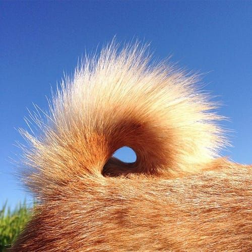 random shiba from https://shibes.lol