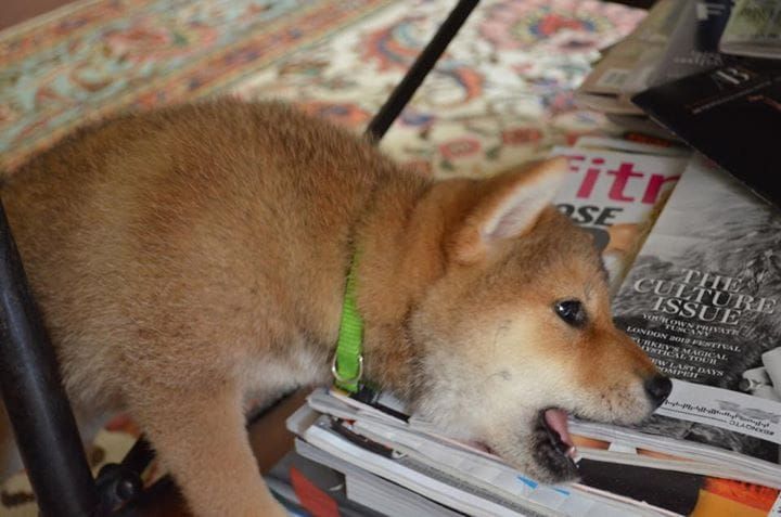random shiba from https://shibes.lol
