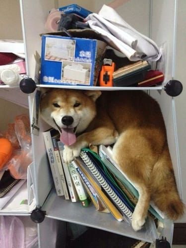 random shiba from https://shibes.lol