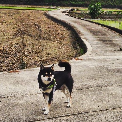 random shiba from https://shibes.lol