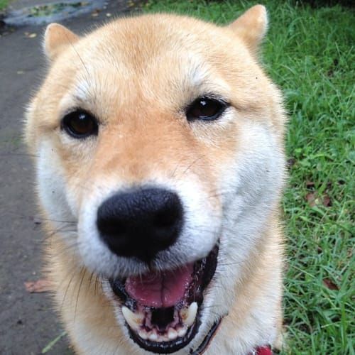random shiba from https://shibes.lol
