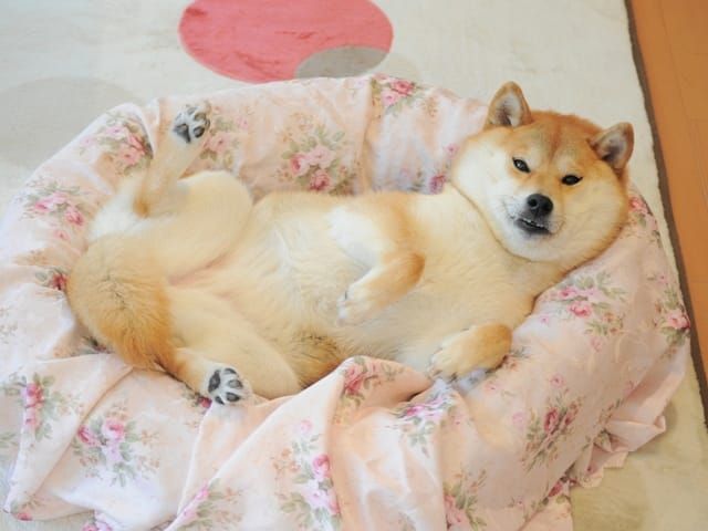 random shiba from https://shibes.lol