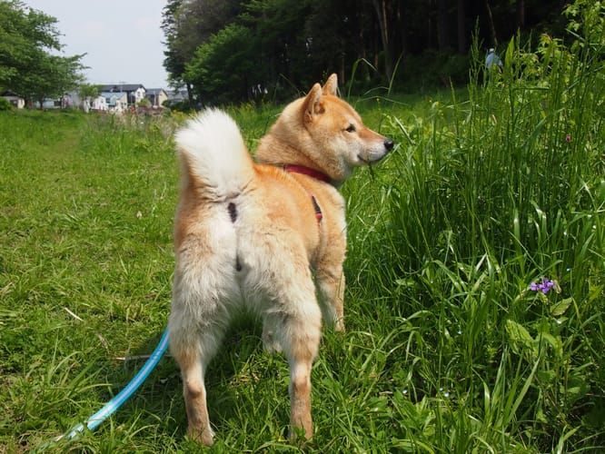 random shiba from https://shibes.lol