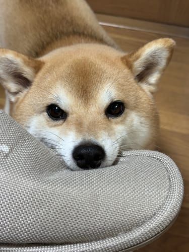 random shiba from https://shibes.lol