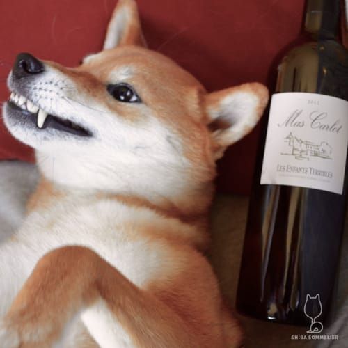 random shiba from https://shibes.lol