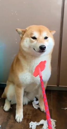 random shiba from https://shibes.lol