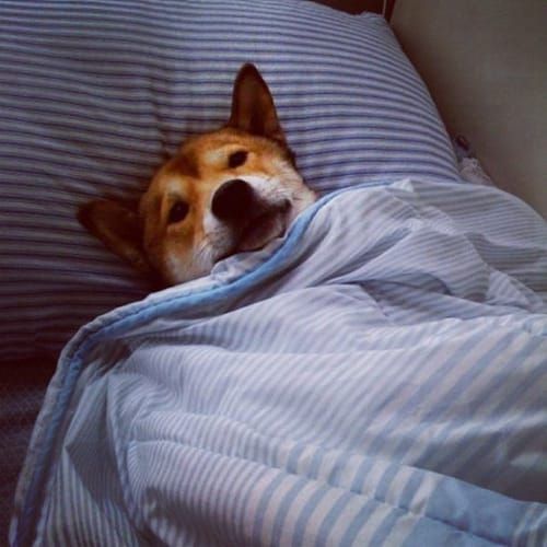 random shiba from https://shibes.lol