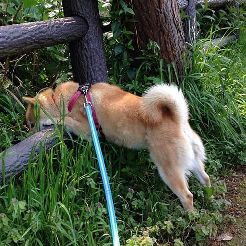 random shiba from https://shibes.lol