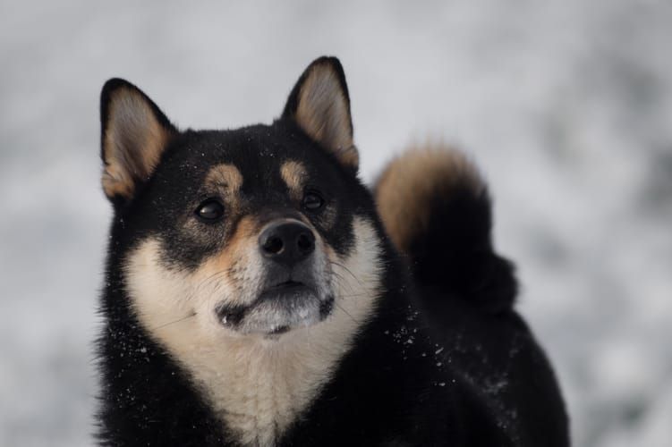random shiba from https://shibes.lol