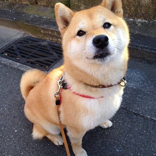 random shiba from https://shibes.lol
