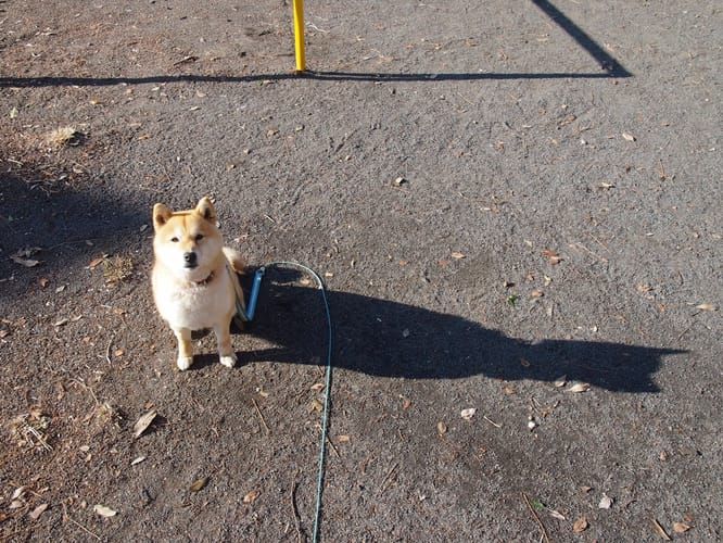 random shiba from https://shibes.lol