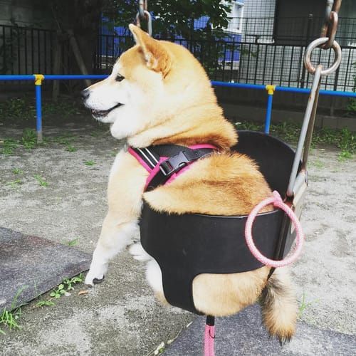 random shiba from https://shibes.lol