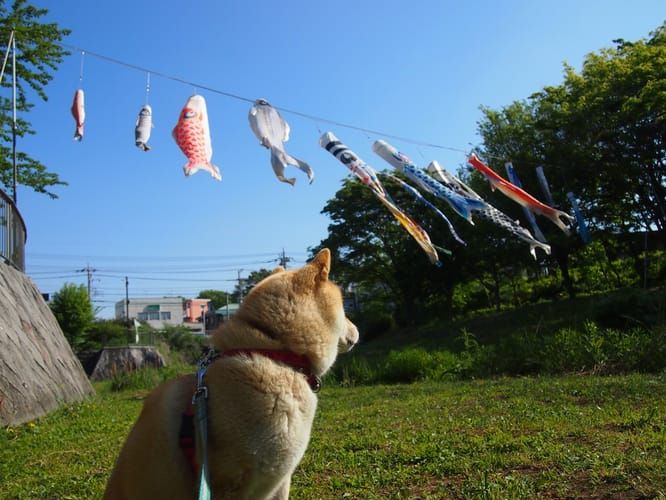 random shiba from https://shibes.lol