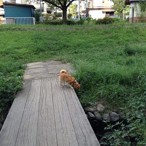 random shiba from https://shibes.lol