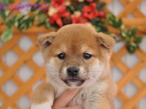 random shiba from https://shibes.lol