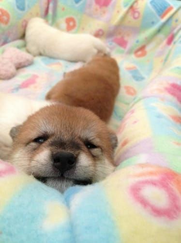 random shiba from https://shibes.lol
